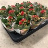 KALANCHOE 7 CM RÖD 1X16
